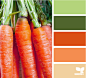 carrot hues