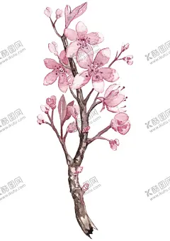 手绘桃花 【酷图网】樱花,桃花,杏花,梨花,海棠花,苹果花,粉花,花苞,花骨朵,花枝,水彩,水粉,手绘,国画,插画,动画,儿童画,插图,卡通,水墨,元素,装饰,创意,图案,纹样,花纹,素材,中国风,国风,中式,新中式,现代,古风,复古,古典,文化,中华,日式,日式风,传统文化,传统,民族风