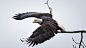 General 2048x1154 animals eagle birds