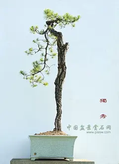 【图片】精品盆景【雀梅南方吧】_百度贴吧_3832835036