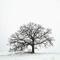 摄影：365天用iPhone拍摄同一棵橡树| jiaren.org