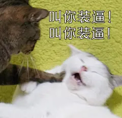 #喵星人大咪小乖##表情包#不行了不行了啊哈... 来自巧克力喵星人在东京打伞 - 微博