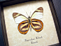 Hesperocharis Hirlanda | Real Butterfly Gifts Framed Butterflies and Insect Displays