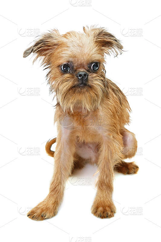 布鲁塞尔粗毛猎犬小狗素材-花瓣网