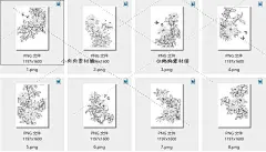 花卉手绘线稿图国画白描工笔画牡丹菊花月季茶花绘画临摹素材2-淘宝网