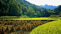 成熟的季节高清素材 了腰 弯下 沉甸甸的 稻子 金色稻田 免抠png 设计图片 免费下载
