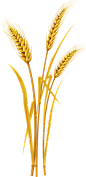 麦穗稻谷高粱小麦稻穗背景图片png素材_模板下载(77.88MB)_食物饮品 大全