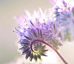 冼颜采集到04生活 花海