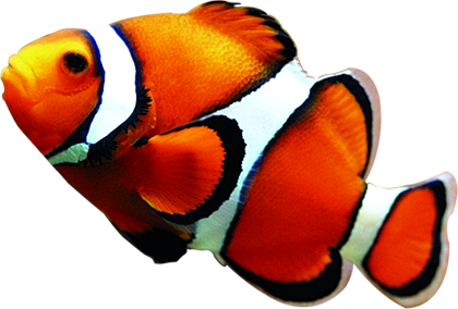 小丑鱼