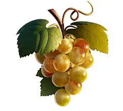 VVine : The website, grape clusters, animation and map havebeen created for VVine, an online viticulture platform,which connects family wineries with people willing toadopt a grapevine of their own and receive a bottle ofwine with a personalized label eve