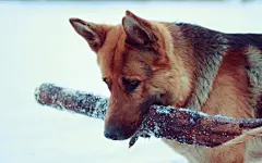 狗狗图片大全电脑壁纸下载