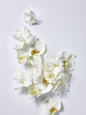 payot-fleurs-def-2-1.jpg (1125×1500)