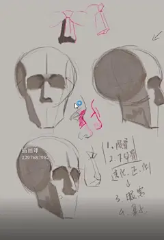 头颅人体结构