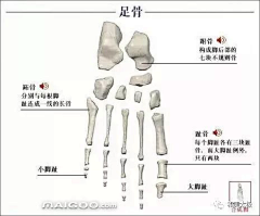 藏云不知境采集到人体骨骼结构