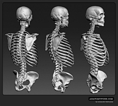 hyw695采集到人体骨骼 human skeleton