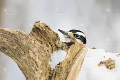 冬天,毛啄木鸟,可爱的,牛脂,一月,野生动物,环境,雪,加拿大,北美歌雀