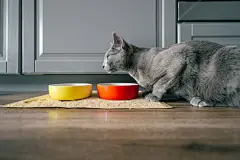 点击来源直接获取大图文件 |Russian blue cat with funny expressive emotional muzzle eating cat food on kitechen at home. Portrait of lovely breeding kitten having dinner at home. Cute hungry pussycat eating on floor.