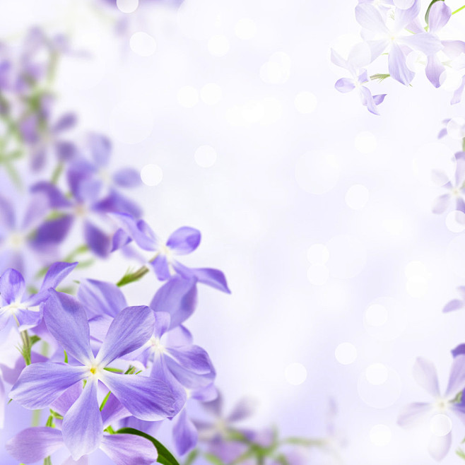 紫色小花背景边框 