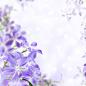 紫色小花背景边框 