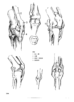 边星采集到关节———膝关节腿部