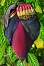 Banana Plant Flower: 