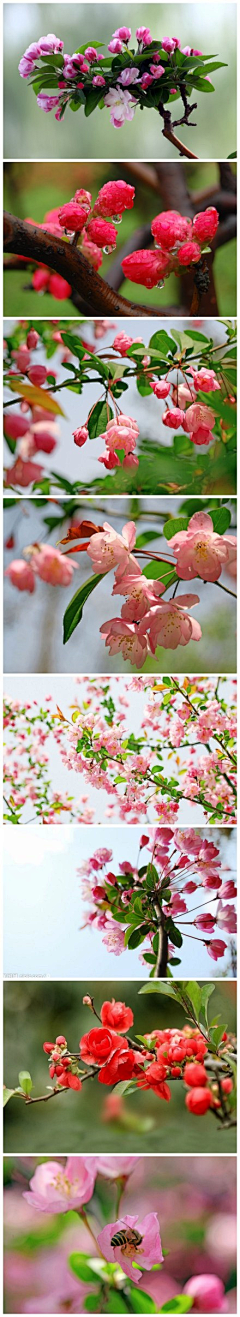 安之若素◆采集到遇见花开