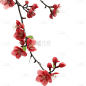 红色梅花