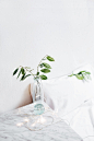 green leafed plant on vase on table