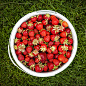 Pail of fresh strawberries on green grass by Elena Elisseeva on 500px