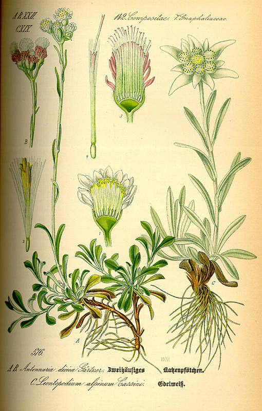 Leontopodium alpinum...