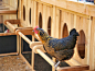 Roost-Root-Heritage-Chicken-Coop-Interior-Roost-Bars