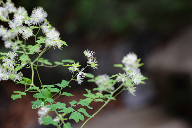 植物搜索-长柄唐松草 - 老凡的树荫 -...