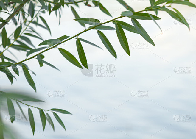 青青的杨柳枝