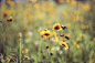 Photograph Flower field by RYNTEN  on 500px