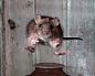 英国哺乳动物年度摄影师大赛：跳跃的老鼠夺冠