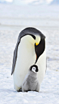 没想到你居然是这样的企鹅，关于企鹅的一些冷知识。