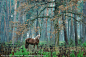 【森林与马】森林与马。 (摄影:Pavel Vynohradov) 我喜欢看「国家地理每日精选」 http://dili.bdatu.com/down/ 