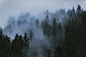 General 3000x2000 trees mist clouds photography wood sky