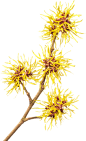 AH-Witch-hazel-flowers-2