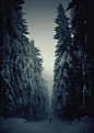 【瑰丽欧罗巴】Winter Forest Path, Czech Republic. 冬日里捷克共和国内的森林小径