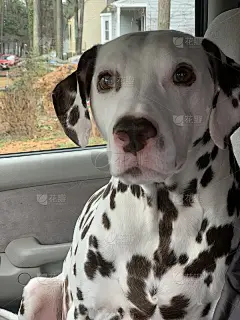 你是说请客吗?