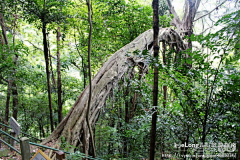 paiyuan采集到旅行_[肇庆]天然氧吧鼎