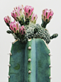 Towering Hyperrealistic Cactus Paintings by Lee Kwang-ho : Korean painter Kwang-ho Lee (previously) depicts larger-than-life cacti in oil paintings that stand up to 8-feet tall. Every thorn, bloom, and branch is painted with excruciating accuracy, bringin