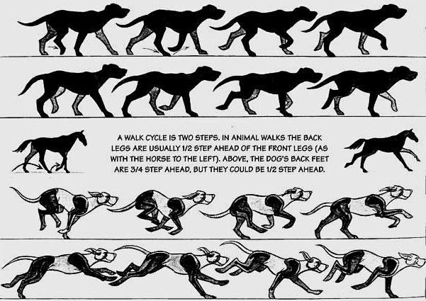 动物跑步动作分解图