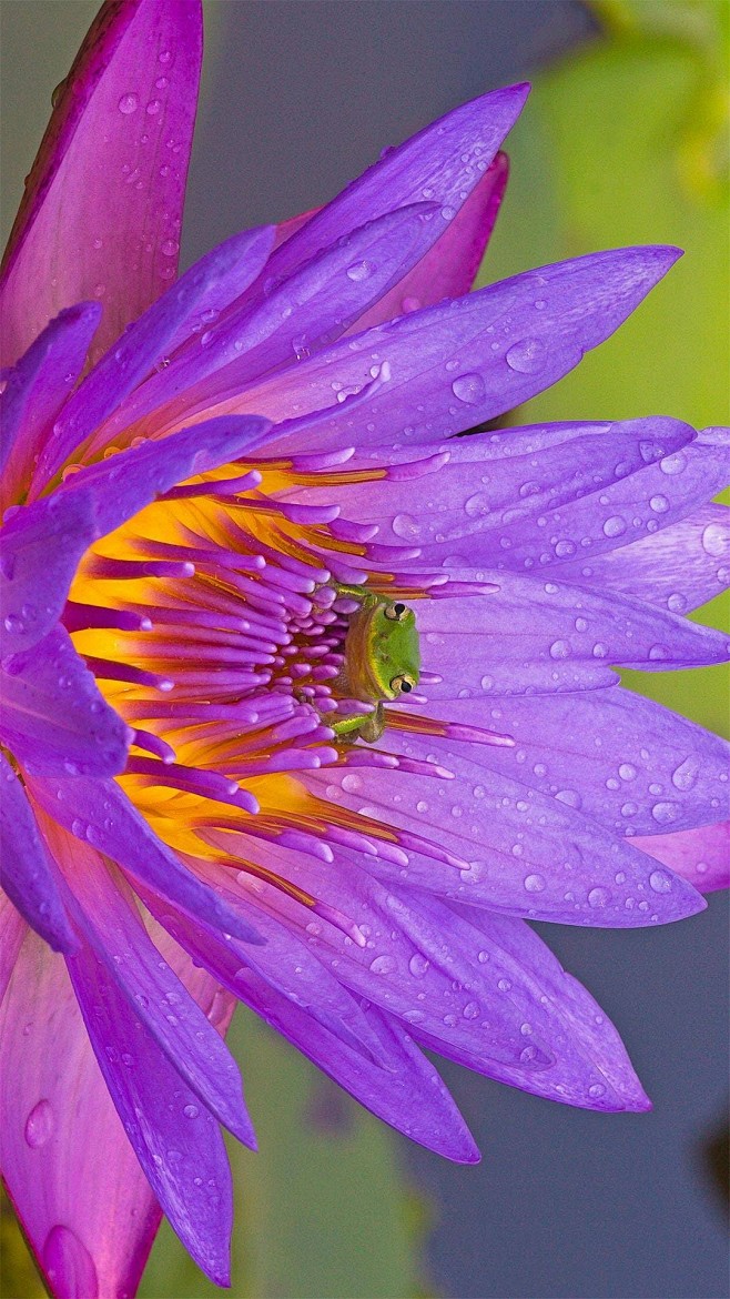 基西米湖中的绿色树蛙和紫色睡莲佛罗里达州©joannewilliamsdanita