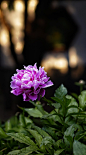 黄昏下的牡丹 植物 黄昏 花草 牡丹 颐和园