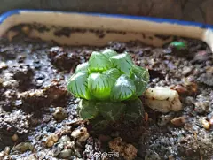 立春了啊，真好
#立春##多肉##玉露##春天# ​​​​