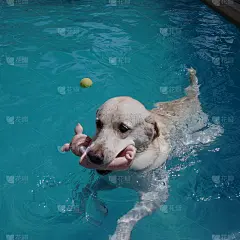 嘴里叼着小猪玩具的白色拉布拉多犬