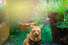 可爱的猫在房子的草坪上玩耍。使用壁纸或动物图像的背景
