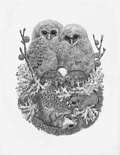 波兰插画师Zoe Keller | 小清新的动植物绘本插画_笔触 : 可以看到很多野生动物 还有包括一些珍稀的植物 这种图鉴插画被广泛运用到图册 这些插图考究严谨 很多都是黑白两色 但是丝毫不会让人觉得枯燥 奇幻的想象让每…